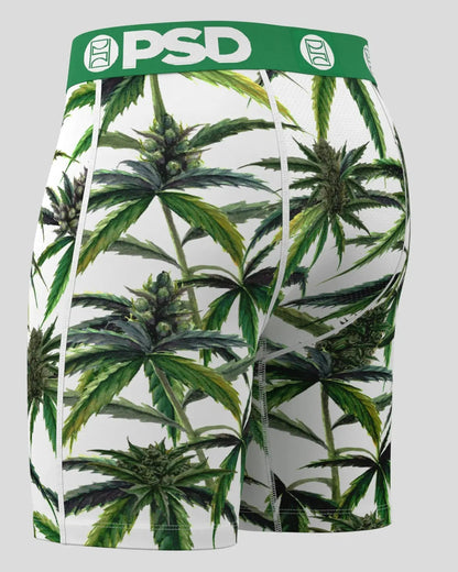 PSD Buds & Bloom - Standard Length